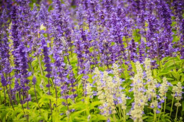 Mealycup adaçayı (Salvia farinacea) beyaz ve mor çiçek arka plan. Salvia farinacea, olarak da bilinen mealycup adaçayı veya mealy adaçayı, Meksika için çok yıllık otsu yerel bir. 