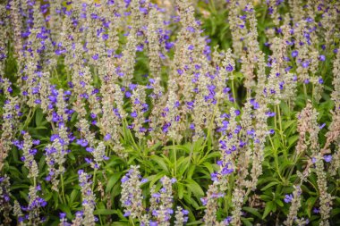 Mealycup adaçayı (Salvia farinacea) beyaz ve mor çiçek arka plan. Salvia farinacea, olarak da bilinen mealycup adaçayı veya mealy adaçayı, Meksika için çok yıllık otsu yerel bir. 