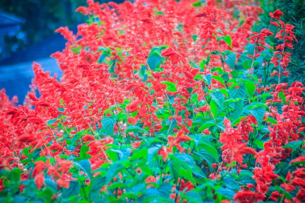 Rosso Salvia Splendens Sfondo Cespuglio Salvia Splendens Salvia Scarlatta Salvia — Foto Stock