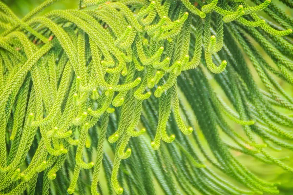 Norfolk Island Pine Araucaria Heterophylla Gröna Blad Bakgrund Det Även — Stockfoto