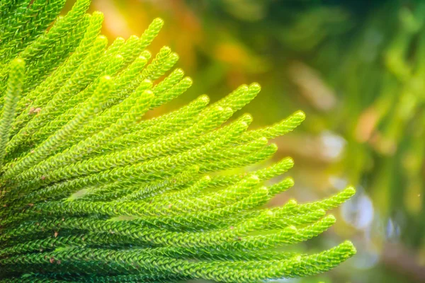 Isla Norfolk Pino Araucaria Heterophylla Hojas Verdes Fondo También Conocido — Foto de Stock