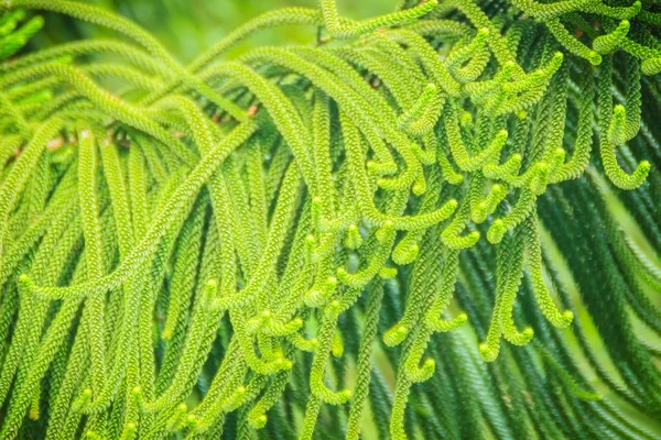 Norfolk Island Pine Araucaria Heterophylla Gröna Blad Bakgrund Det Även — Stockfoto