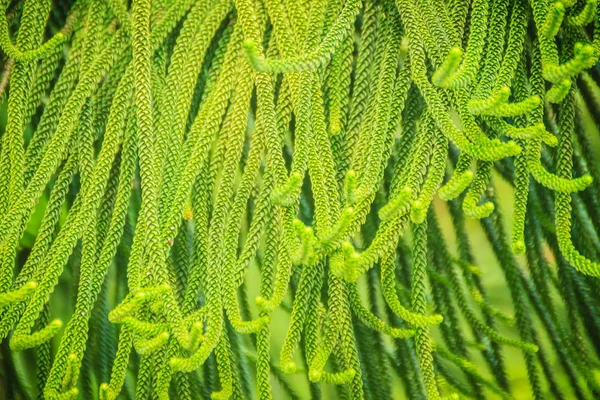 Sosna Norfolk Araukaria Wyniosła Tle Zielonych Liści Jest Również Znany — Zdjęcie stockowe