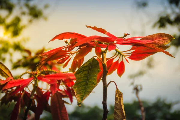 Mooie Rode Poinsettia Flower Euphorbia Pulcherrima Ook Bekend Als Kerstster — Stockfoto