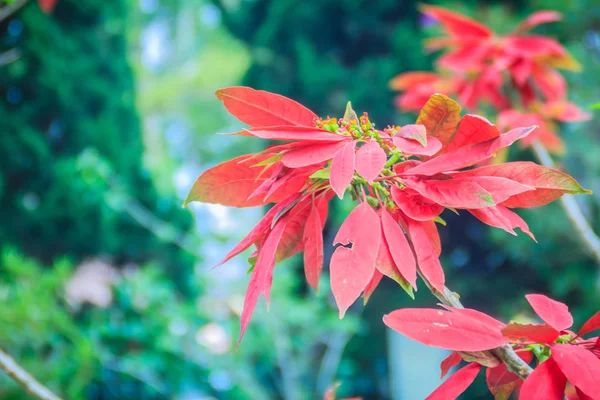 Hermosa Flor Poinsettia Roja Euphorbia Pulcherrima También Conocida Como Estrella — Foto de Stock