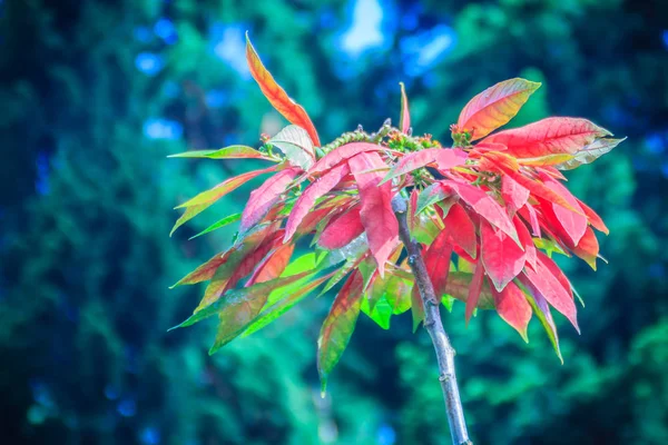 Hermosa Flor Poinsettia Roja Euphorbia Pulcherrima También Conocida Como Estrella —  Fotos de Stock