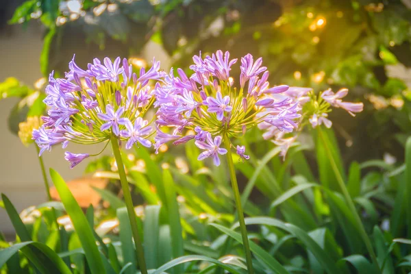 Bela Flor Agapanthus Africanus Roxa Lírio Africano Lírio Nilo Uma — Fotografia de Stock