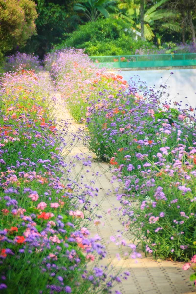 Pavimento Piedra Con Hileras Púrpuras Arbustos Florecientes Verbena Jardín Flores — Foto de Stock