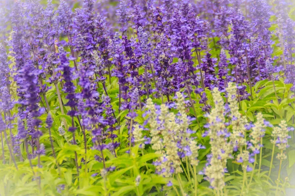 Sauge Mealycup Salvia Farinacea Fond Fleurs Blanches Violettes Salvia Farinacea — Photo