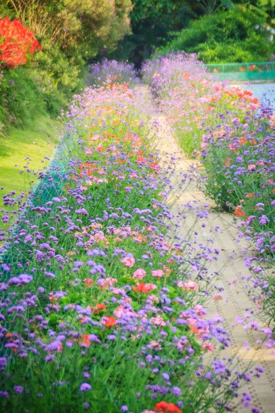 Pavimento Pietra Con File Viola Verbena Cespugli Fioriti Nel Giardino — Foto Stock