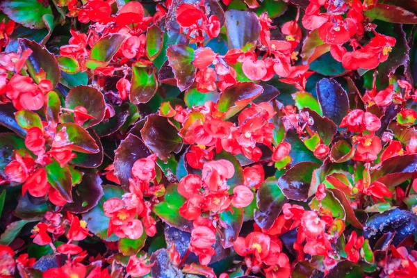 Beautiful red Semperflorens begonias flower background. Semperflorens begonias, commonly called wax begonias, are one of the most popular bedding plants in the western world.