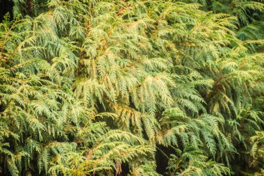 Evergreen Microbiota decussata (Sibirya halı selvi, Rus arbor vitae) ağaç arka plan. Microbiota monotypic yaprak dökmeyen kozalaklı çalı selvi ailesindeki servigiller familyasından bir.