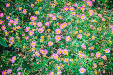 Güzel pembe papatya çiçekler arka plan, seçici odak