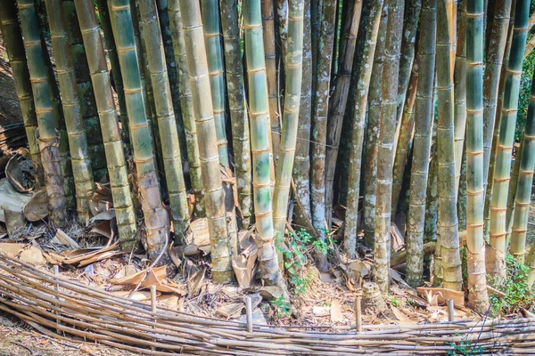 Los Troncos Gigantes Bambú Dendrocalamus Giganteus También Conocidos Como Bambú — Foto de Stock