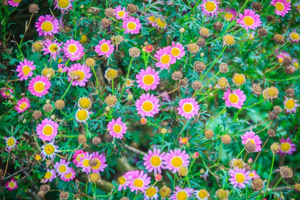 Mooie Roze Daisy Bloemen Achtergrond Selectieve Aandacht — Stockfoto