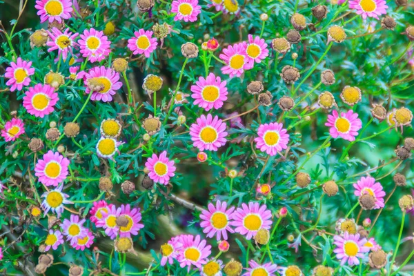 美丽的粉红色雏菊花背景 选择性焦点 — 图库照片