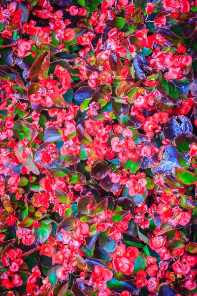 Beautiful red Semperflorens begonias flower background. Semperflorens begonias, commonly called wax begonias, are one of the most popular bedding plants in the western world.