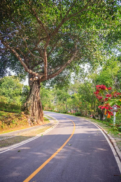 Big Banyan Tronco Árbol Borde Carretera Parque —  Fotos de Stock