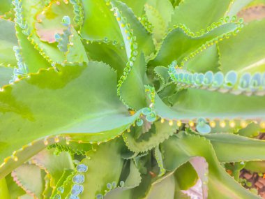 Bryophyllum daigremontianum, yaygın olarak adlandırılan devils omurga, binlerce Anne, timsah bitki, arka planı yeşil yaprakları veya Meksika şapka bitkidir Madagaskar için yerel bir etli bitki