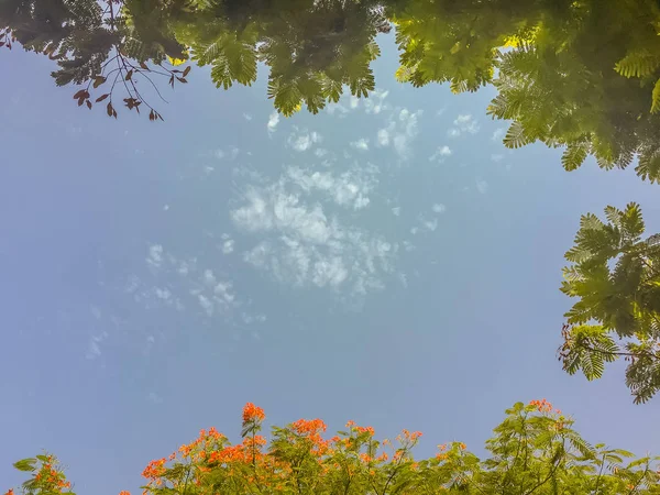 Folhas Verdes Flores Vermelhas Moldura Com Fundo Azul Céu Espaço — Fotografia de Stock