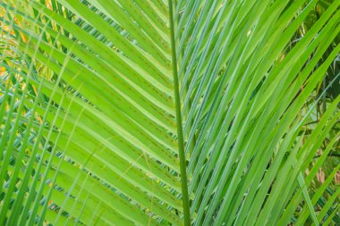 Yeşil yaprakları nipa hurma (veya sadece nipa) olarak bilinen Nypa fruticans, arka plan veya mangrov palmiye.