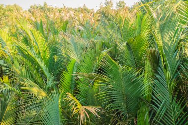 Yeşil nipa hurma (Nypa fruticans) orman mavi gökyüzü arka plan ile. Ayrıca nipa hurma veya mangrov olarak bilinen Nypa fruticans palmiye ve yumuşak çamur ve yavaş hareket eden gelgit ve nehir suları büyümek.