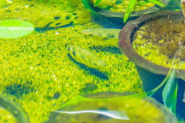 Şirin kuzeydoğu Siyam tigerfish akvaryum. Siyam tigerfish (Datnioides pulcher) bir kritik tehlike altında Asya Chao Phraya, Mae Klong ve Mekong havzaları için yerel bir balıktır. 