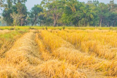 Saman hasat hasat makineleri sonra pirinç alanındaki satır.