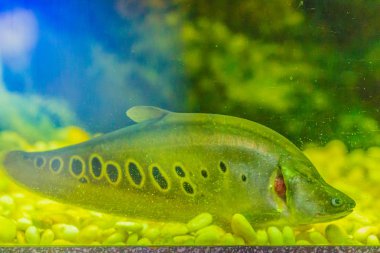 Sevimli palyaço featherback balık (Chitala ornata), palyaço featherback da knifefish, palyaço veya knifefish lekeli, uzun, bıçak gibi vücudu olan bir gece tropikal balık.