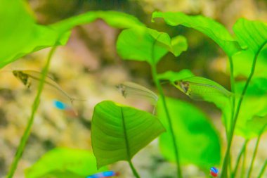 Şirin cam yayın balığı (Kryptopterus vitreolus), akvaryum ticarette geleneksel cam yayın balığı ve ayrıca Hayalet kedi balığı ya da hayalet yayın balığı olarak bilinen küçük Asya cam kedibalığı familyasından bir.