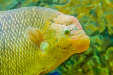 Dev gurami (Osphronemus goramy) balık, büyük gurami Güneydoğu Asya için yerel bir tür. Taze veya tuzlu suda yaşıyor bataklık, göller ve büyük nehirler gibi alanlarda özellikle yavaş