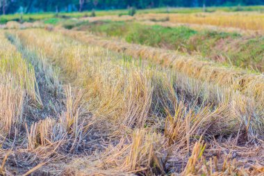 Saman hasat hasat makineleri sonra pirinç alanındaki satır.
