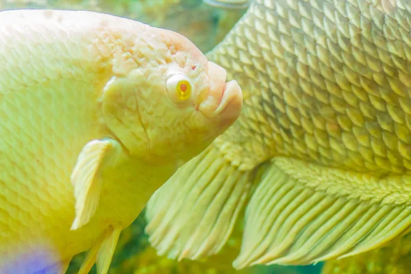 Gourami Osphronemus Goramy 물고기 Gourami 아시아의 그것은 신선한 느리게 움직이는 — 스톡 사진