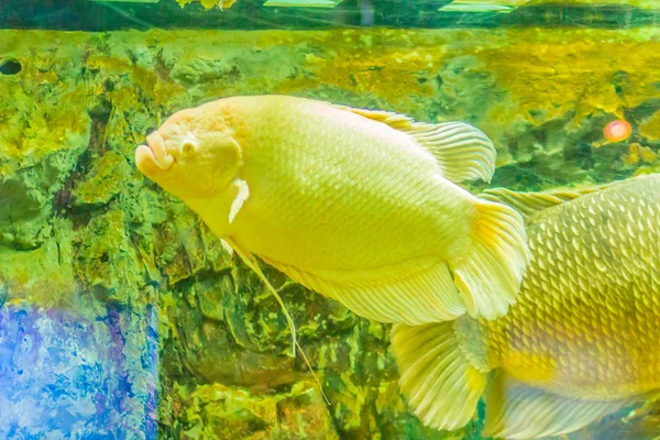 Albino Giant Gourami Osphronemus Goramy Fish Large Gourami Native Southeast — Stock Photo, Image
