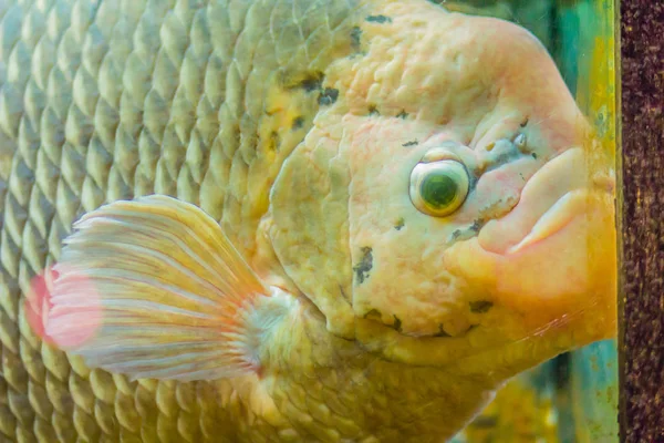 Ψάρια Γίγαντας Gourami Osphronemus Goramy Ένα Είδος Μεγάλου Gourami Εγγενές — Φωτογραφία Αρχείου