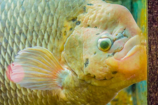 Jätte Gourami Osphronemus Goramy Fisk Art Stora Gourami Infödda Till — Stockfoto