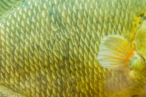 Dev Gurami Osphronemus Goramy Balık Büyük Gurami Güneydoğu Asya Için — Stok fotoğraf