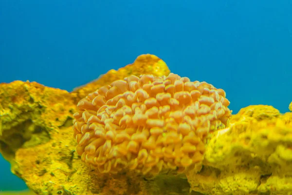 Colorido Arrecife Coral Submarino Acuario Mundo Submarino Con Arrecife Coral — Foto de Stock