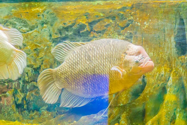 Giant Gourami Osphronemus Goramy Fish Species Large Gourami Native Southeast — Stock Photo, Image