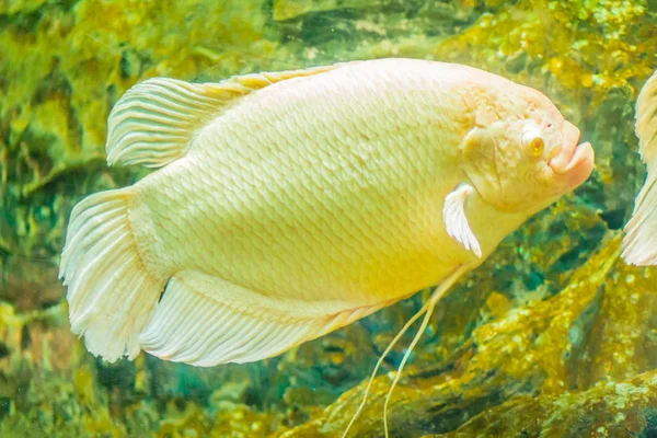 Albino Jätte Gourami Osphronemus Goramy Fisk Stora Gourami Infödda Till — Stockfoto