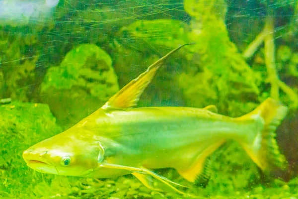 Sevimli Dev Pangasius Paroon Köpekbalığı Pangasid Yayın Balığı Chao Phraya — Stok fotoğraf
