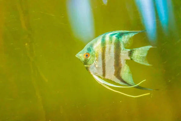 Cute Angelfish Pterophyllum Fish Small Genus Freshwater Fish Family Cichlidae — Stock Photo, Image