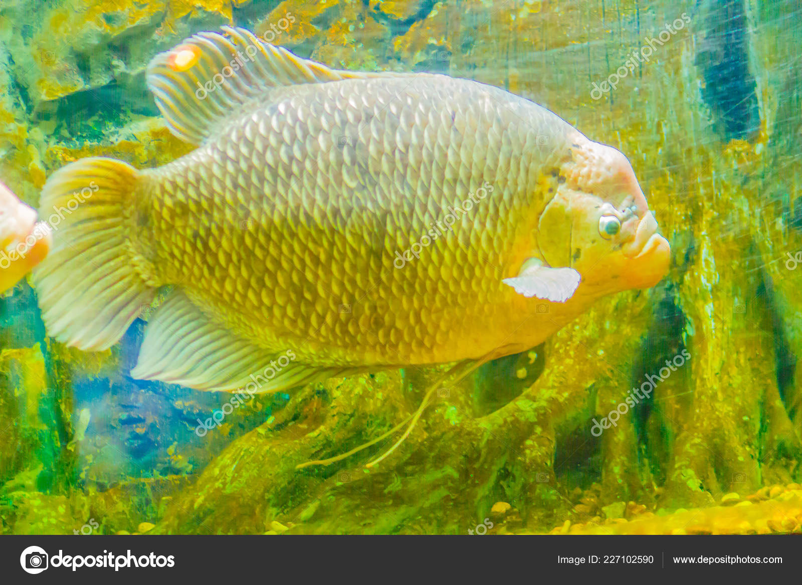 Pez Gourami Gigante Osphronemus Goramy Una Especie Gran Gourami Nativo —  Foto de stock #227102590 © kampwit, image size:1600x1167