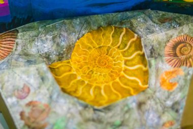 Ammonit belki de en yaygın olarak bilinen fosil vardır. En erken ammonit Devoniyen sırasında görünür ve son tür Cretaceouspaleogene yok olma olayı sırasında dışarı öldü