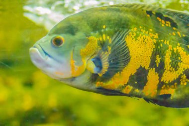 Şirin oscar balığı (Astronotus ocellatus) olan bir tür-in Balık çiklit aileden ortak adları, tiger dahil olmak üzere çeşitli altında bilinen oscar, kadife Çiklit ve mermer Çiklit.