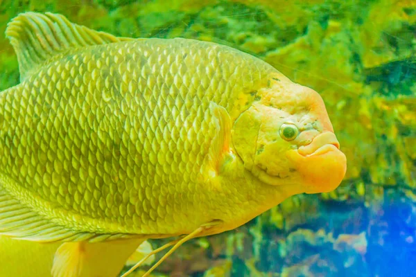 Giant Gourami Osphronemus Goramy Fish Species Large Gourami Native Southeast — Stock Photo, Image