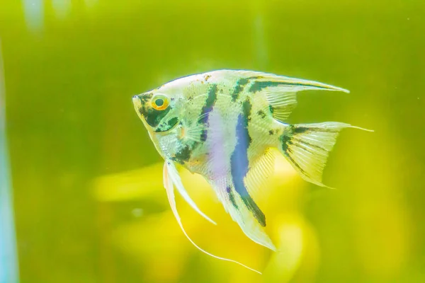 Cute Angelfish Pterophyllum Fish Small Genus Freshwater Fish Family Cichlidae — Stock Photo, Image