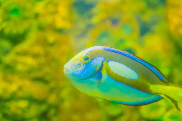 Der Süße Pazifische Königsfisch Paracanthurus Hepatus Schwimmt Aquarium Paracanthurus Hepatus — Stockfoto