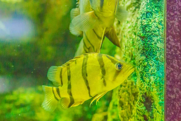 Cute Northeastern Siamese Tigerfish Aquarium Peixe Tigre Siamês Datnioides Pulcher — Fotografia de Stock