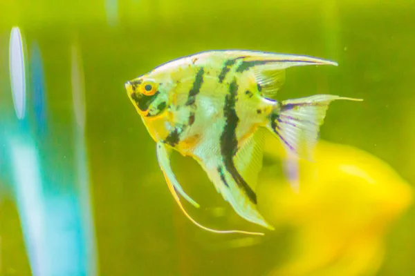 Cute Angelfish Pterophyllum Fish Pequeno Gênero Peixes Água Doce Família — Fotografia de Stock